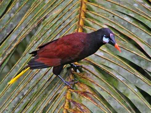 奇特的盔：拟椋鸟