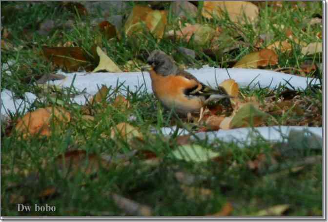 点击图片或使用键盘← →翻页