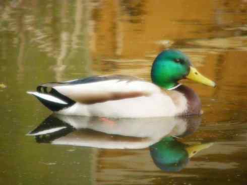 雁鸭之最之四（奥克兰鸭、山蓝鸭、绿头鸭）