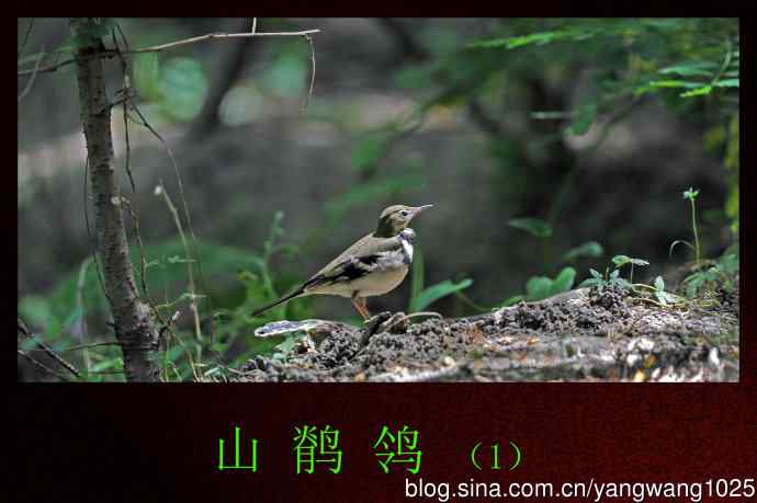 山鹡鸰（1）