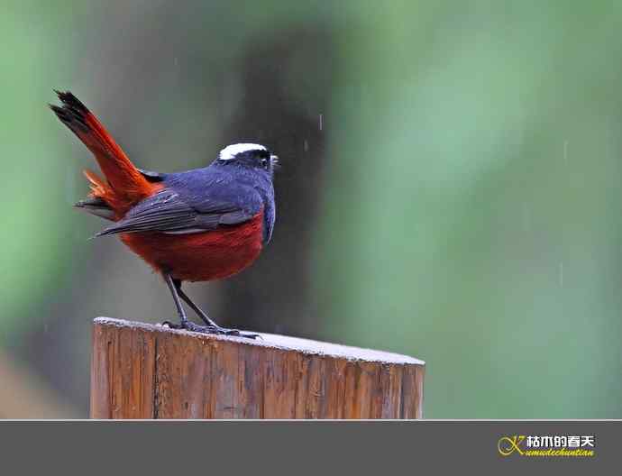 雨中的鈥湴锥ハ垛