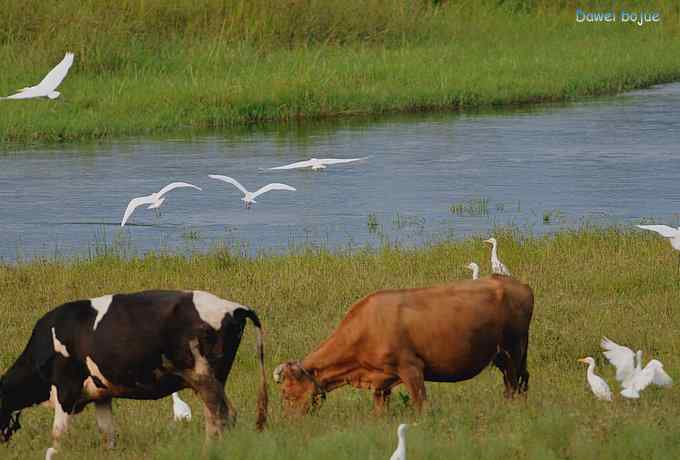 牛鹭两相伴 wbr景鸟一镜收 牛鹭两相伴 wbr景鸟一镜收