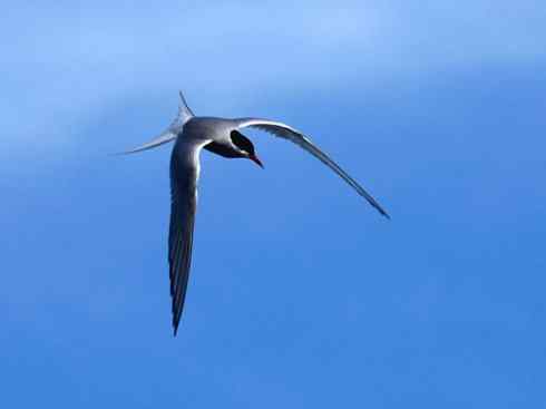 自然奇观：动物大迁徙(燕鸥类)