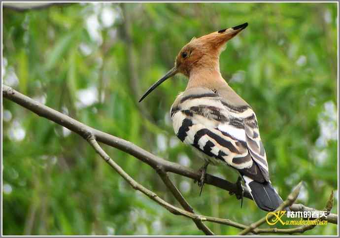 风情万种的鈥湸魇も澞瘛菊掌