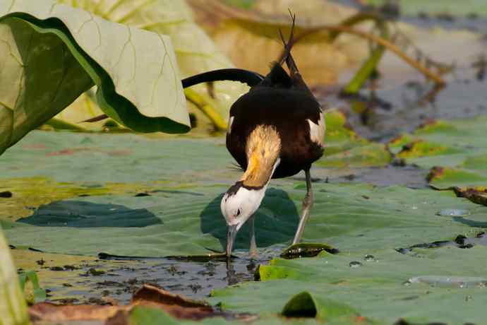 金领仙风.水凤凰 金领仙风.水凤凰