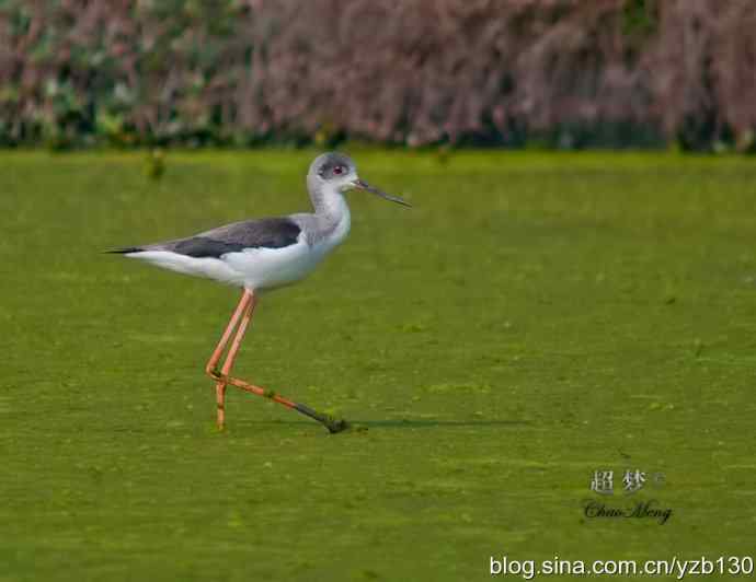 亭亭玉立的花季少女鈥斺斆劳瑞郑ㄗ橥迹10张图片）