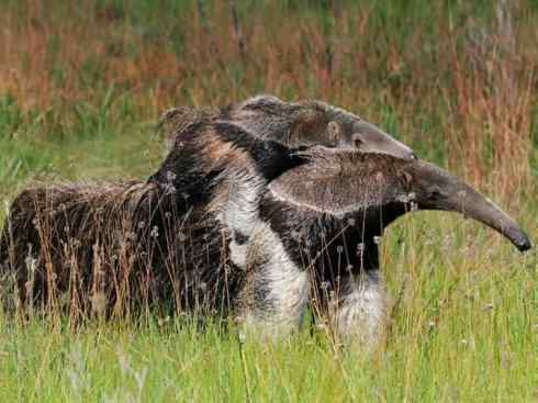 盘点十二大著名食蚁动物:食蚁兽 盘点十二大著名食蚁动物:食蚁兽