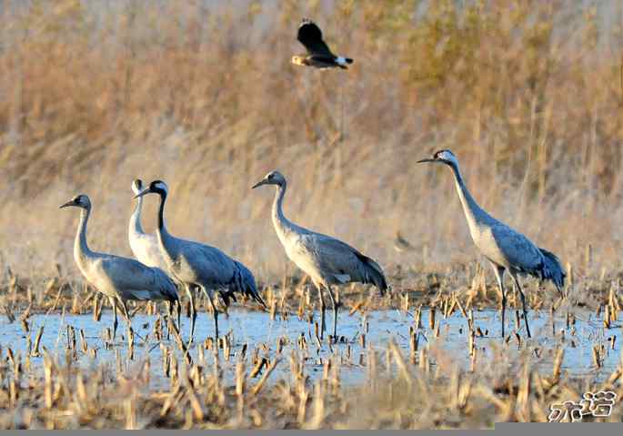 官厅水库&nbsp;wbr路&nbsp;wbr灰鹤