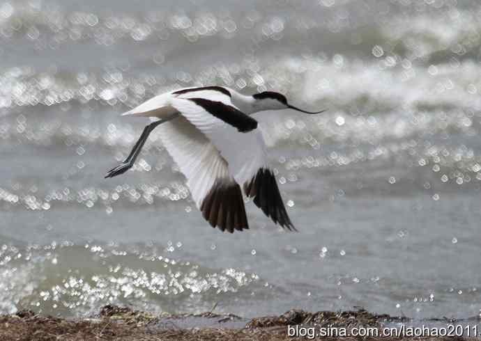 矶鹬、反嘴鹬 矶鹬、反嘴鹬
