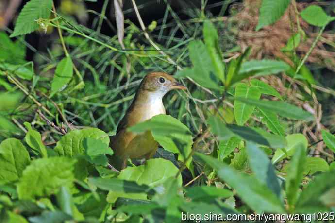 厚嘴苇莺(3) 厚嘴苇莺(3)