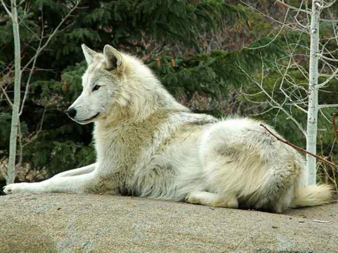 犬科：犬亚科犬属之澳洲野犬、歌唱犬、家犬