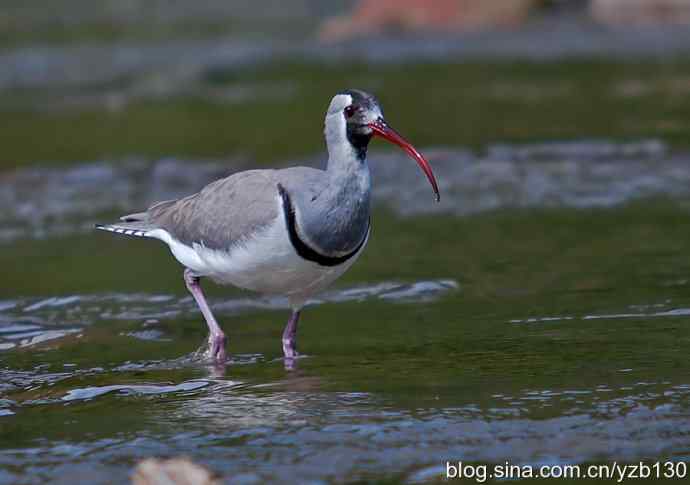 游白河峡谷,观鹮嘴鹬起落飞舞(组图,16张图片) 游白河峡谷,观鹮嘴鹬起落飞舞(组图,16张图片)