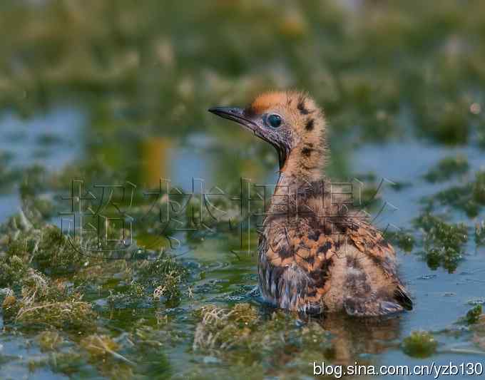 这世界，我来了！任凭风暴漩涡鈥︹Γㄗ橥迹25张图片）