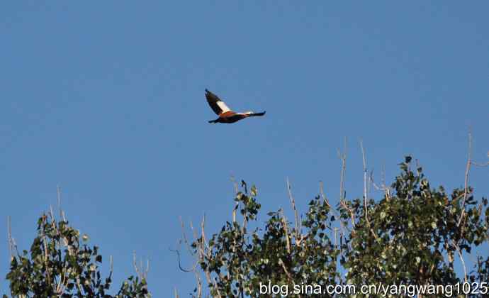 飞 wbr(赤麻鸭) wbr1 飞 wbr(赤麻鸭) wbr1