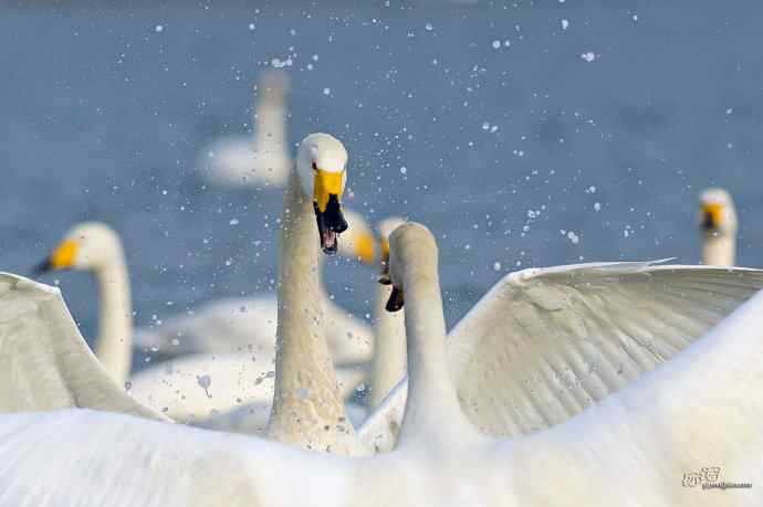 烟墩角&nbsp;wbr路&nbsp;wbr再次与大天鹅亲密相处
