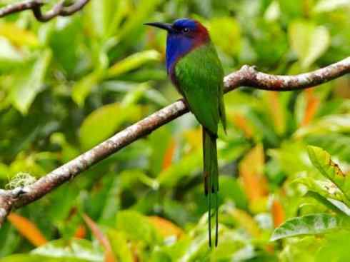 绝色攀禽:佛法僧目之蜂虎 绝色攀禽:佛法僧目之蜂虎