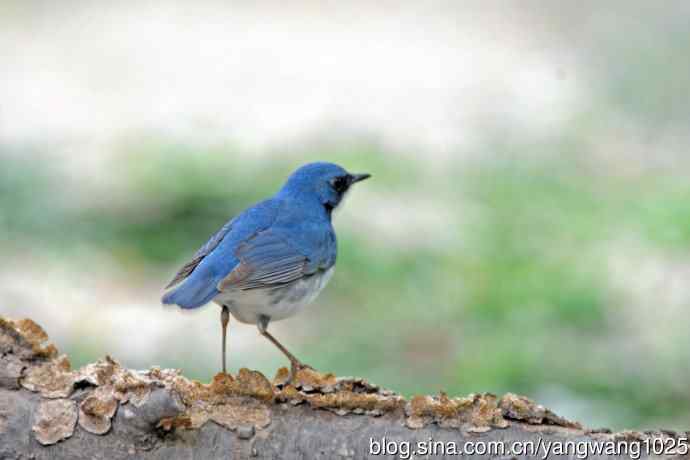 北京天坛公园的鸟类——雄性蓝歌鸲（15）