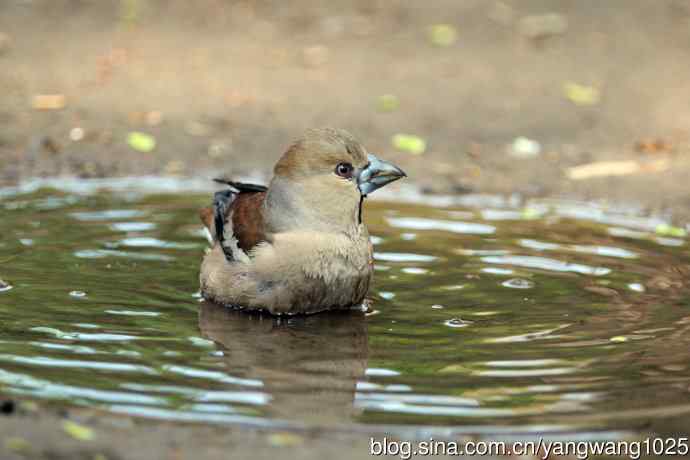 洗浴中的锡嘴雀（1）