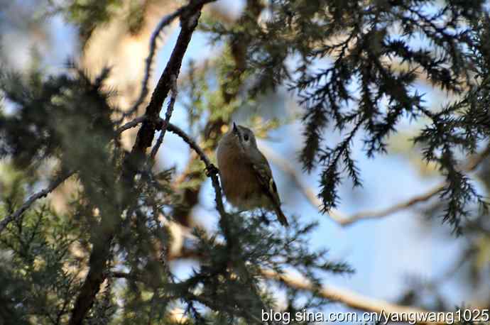 柏树丛中的戴菊
