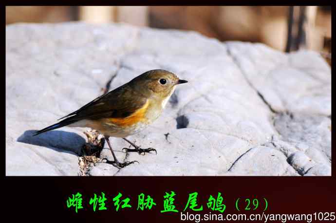 雌性红胁蓝尾鸲（29）