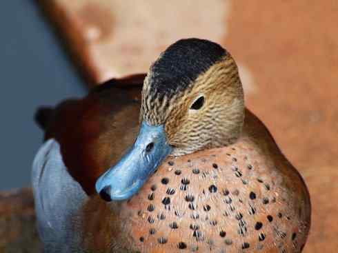 欣赏：美丽的栖鸭2