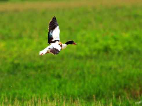 雁鸭之最之七（冠麻鸭、秋沙鸭、鹊鸭）