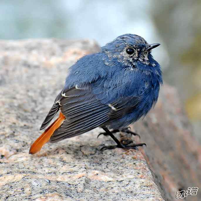 河北平山 wbr路 wbr红尾水鸲 河北平山 wbr路 wbr红尾水鸲