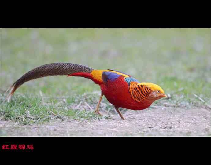 雄雉于秦 wbr下上其音