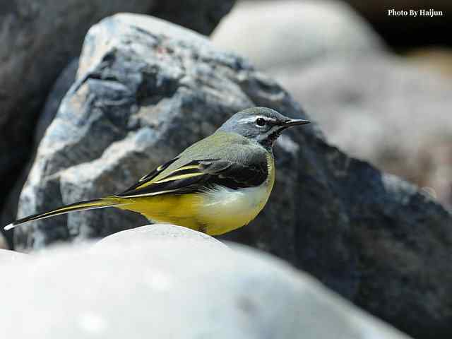 房山十渡(灰鹡鸰)