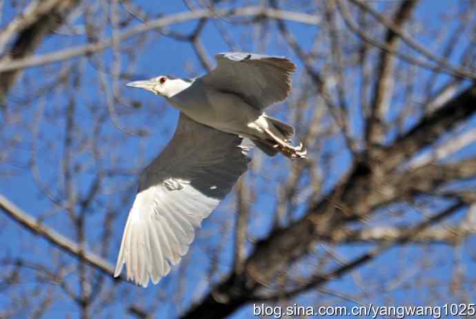 北京动物园的鸟类——飞（夜鹭）2
