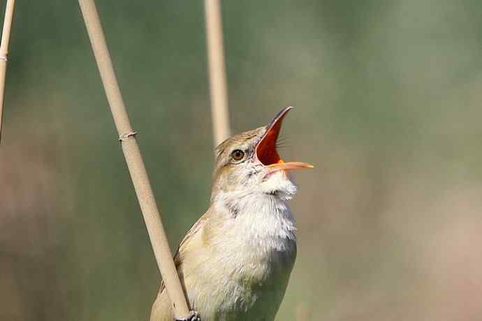 东方大苇莺 东方大苇莺