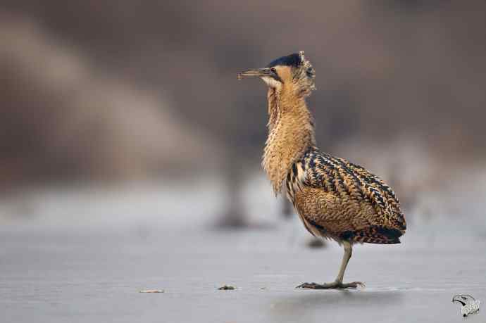 衡水湖的大麻鳽