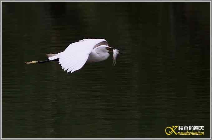 鹭&bull;鹭&bull;鹭&bull;&bull;&bull;&bull;&bull;&bull;&bull;【照片】