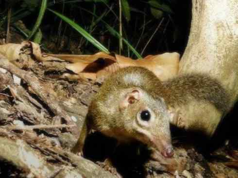 动物世界：山寨还是原创之七