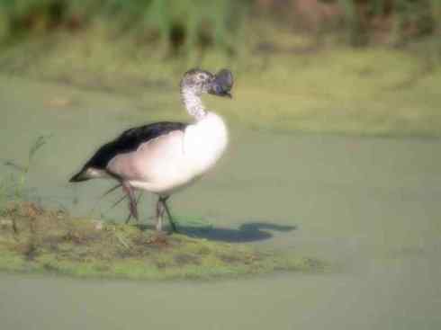 奇特的盔：瘤鸭