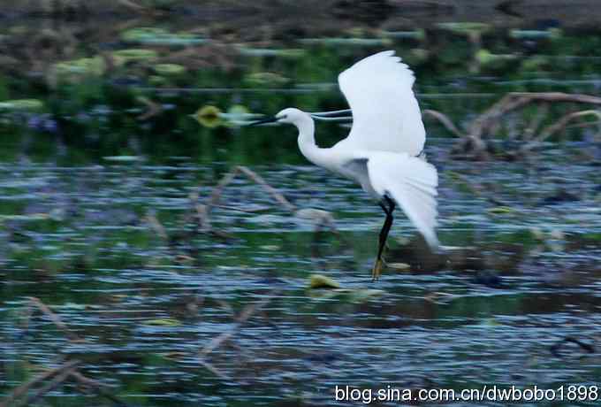 小白鹭黄昏捕鱼