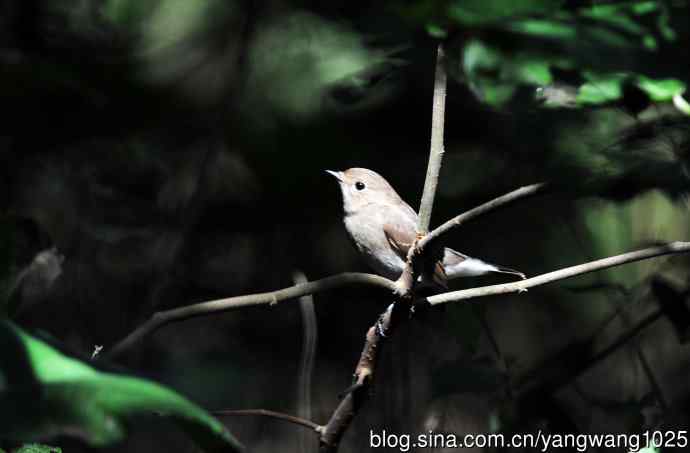 红喉姬鹟（17）