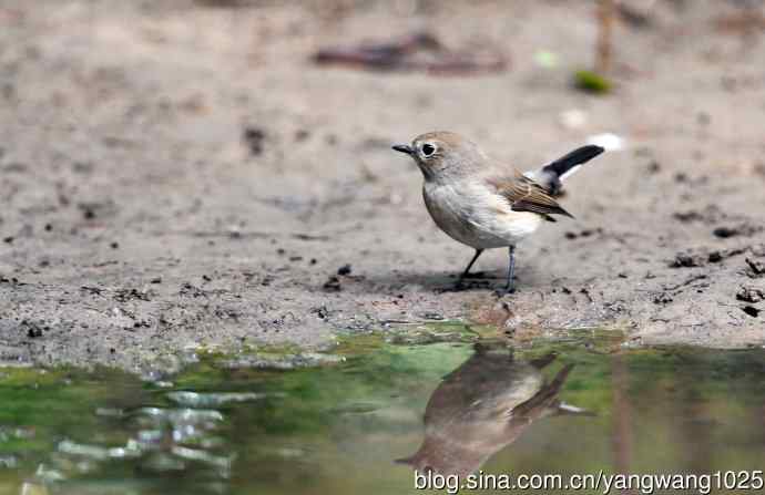 北京天坛公园的鸟类——红喉姬鹟（7）