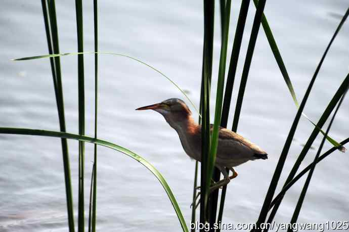 黄苇鳽的早餐（记实）