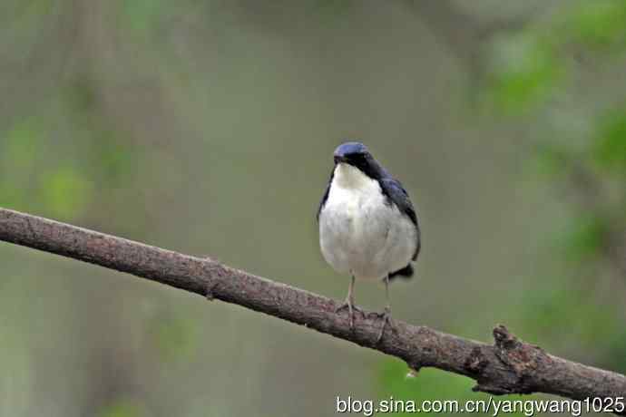 雄性蓝歌鸲（13）