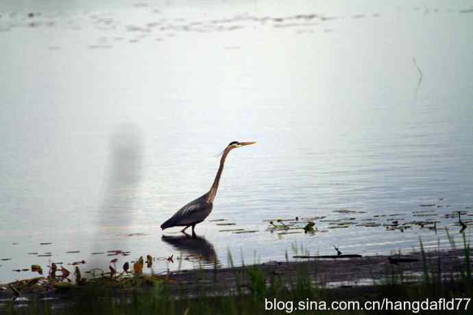大蓝鹭涉水