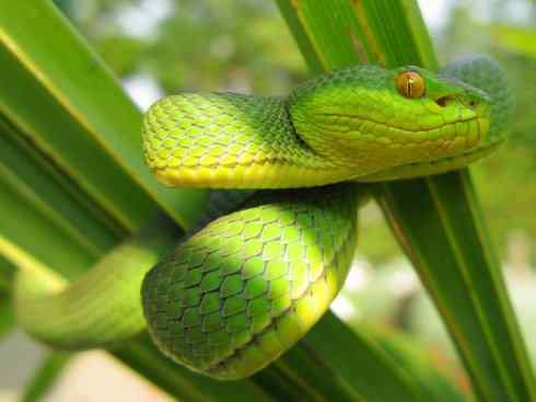 龙：传说的兽原型探秘（蝮蛇类）