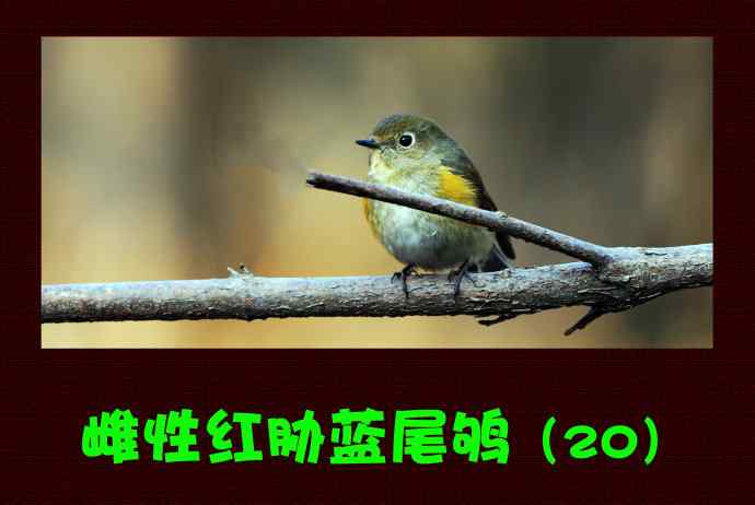 雌性红胁蓝尾鸲（20）