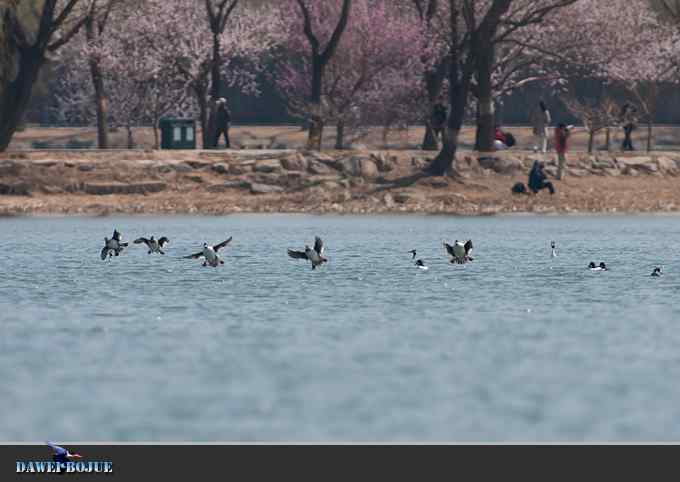 凤头.相恋在春花绽放时