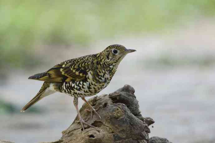 把虎斑地鸫拍菜