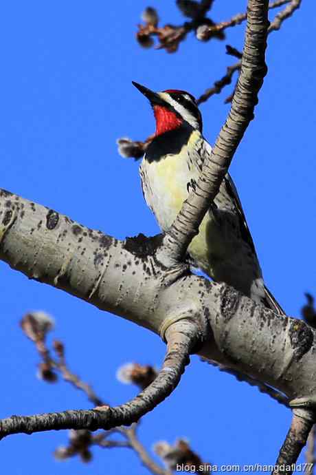 黄腹吸汁啄木鸟 黄腹吸汁啄木鸟