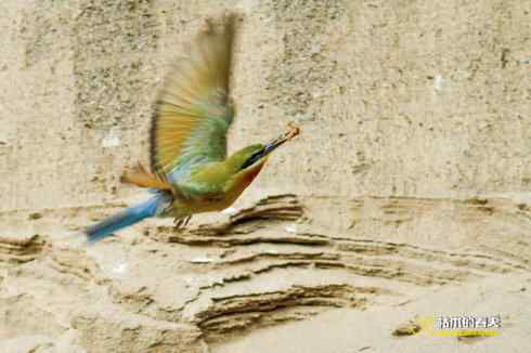 育雏期的鈥溊鹾矸浠⑩