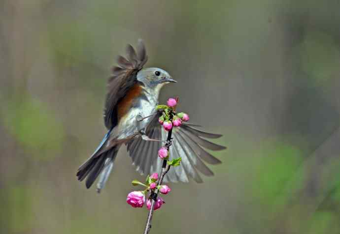 雄性红胁蓝尾鸲（10）