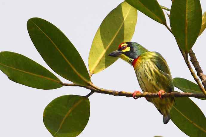 【版纳植物园三日 wbr新收获16种小鸟儿】 【版纳植物园三日 wbr新收获16种小鸟儿】