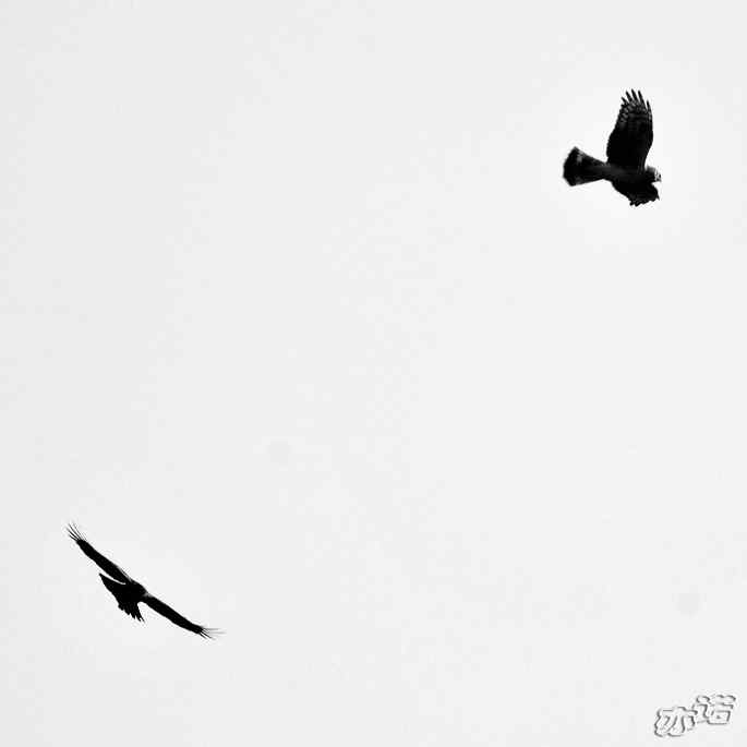 北京西山 wbr路 wbr拦路的乌鸦 北京西山 wbr路 wbr拦路的乌鸦